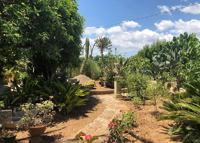 Yucca 阿沃拉