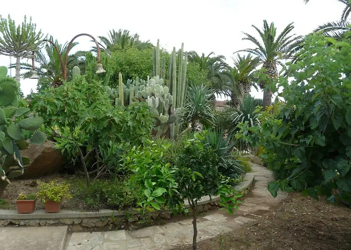 Yucca 3*