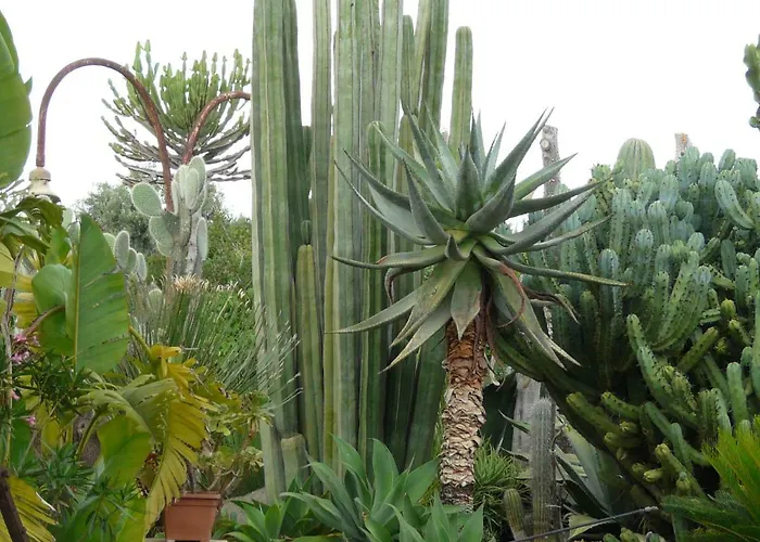 Yucca 阿沃拉