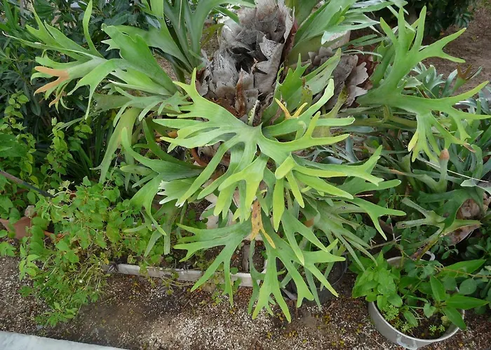 招待所 Yucca 3*