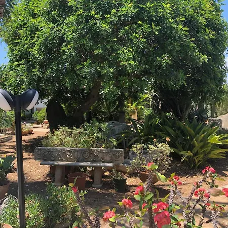 Yucca Avola
