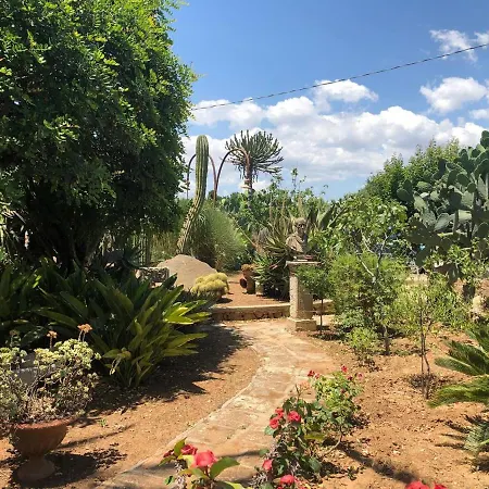 Yucca أفولا