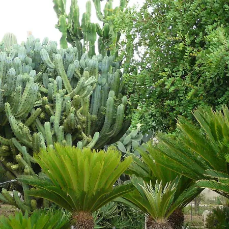Guest house Yucca