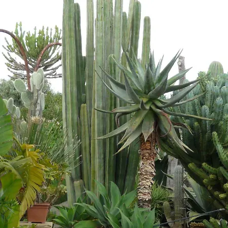 Yucca Avola