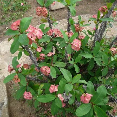 Guest house Yucca Avola