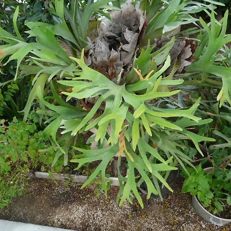 Guest house Yucca *