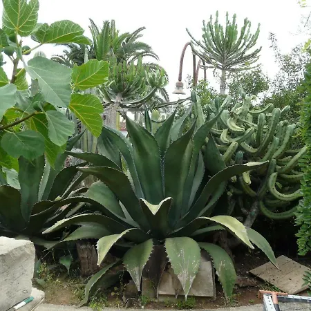 Yucca Guest house